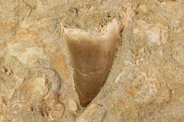 Mosasaur (Prognathodon) Tooth In Rock #91248
